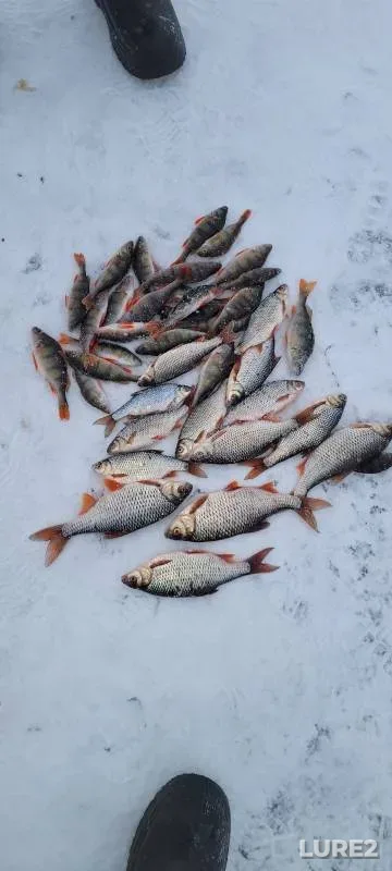 Perch, Roach — Beloyarskoye, Dec 02, 2023
