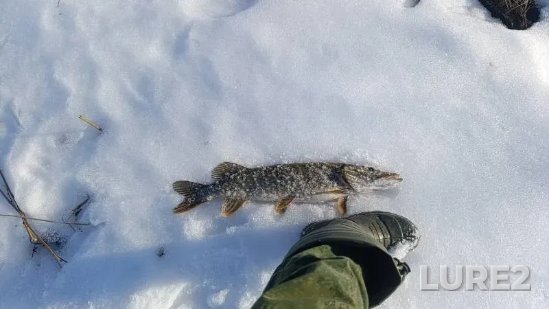Pike — Minskaya oblast, Krupskiy rayon, Feb 27, 3:10 PM