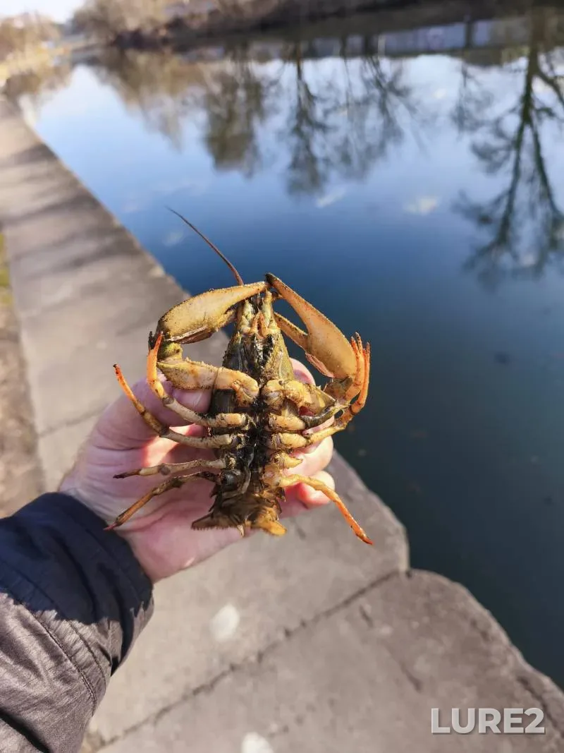 Roach — Nankpyokh, Feb 25, 2024