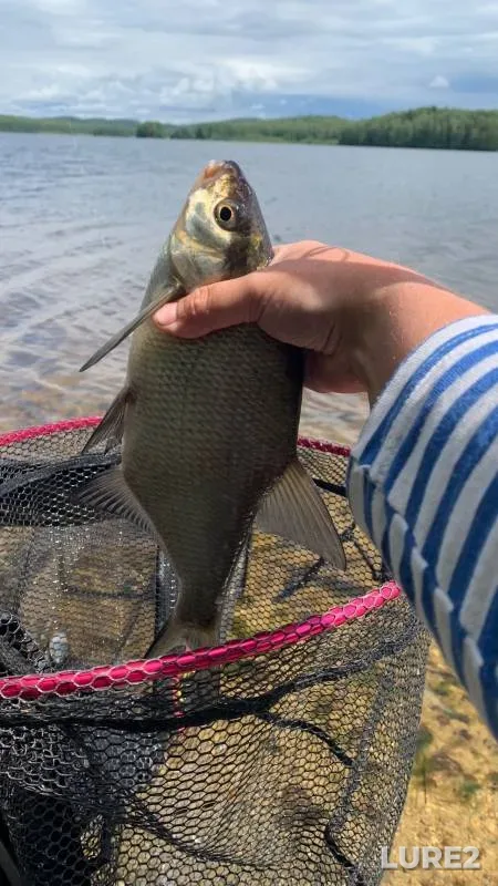 Bream — Neyva, Jul 21, 2024