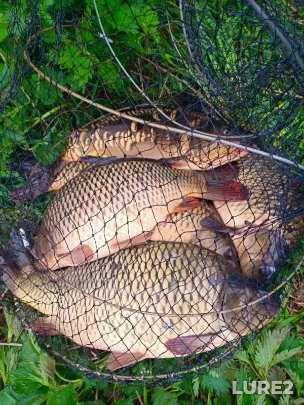 Carp — Pechet, May 10, 2020