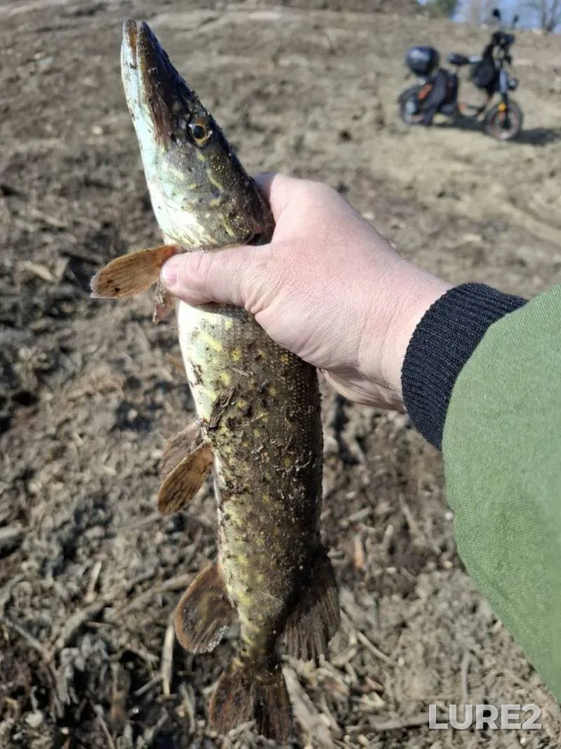 Pike — protoka Volotova, Apr 02, 3:05 PM