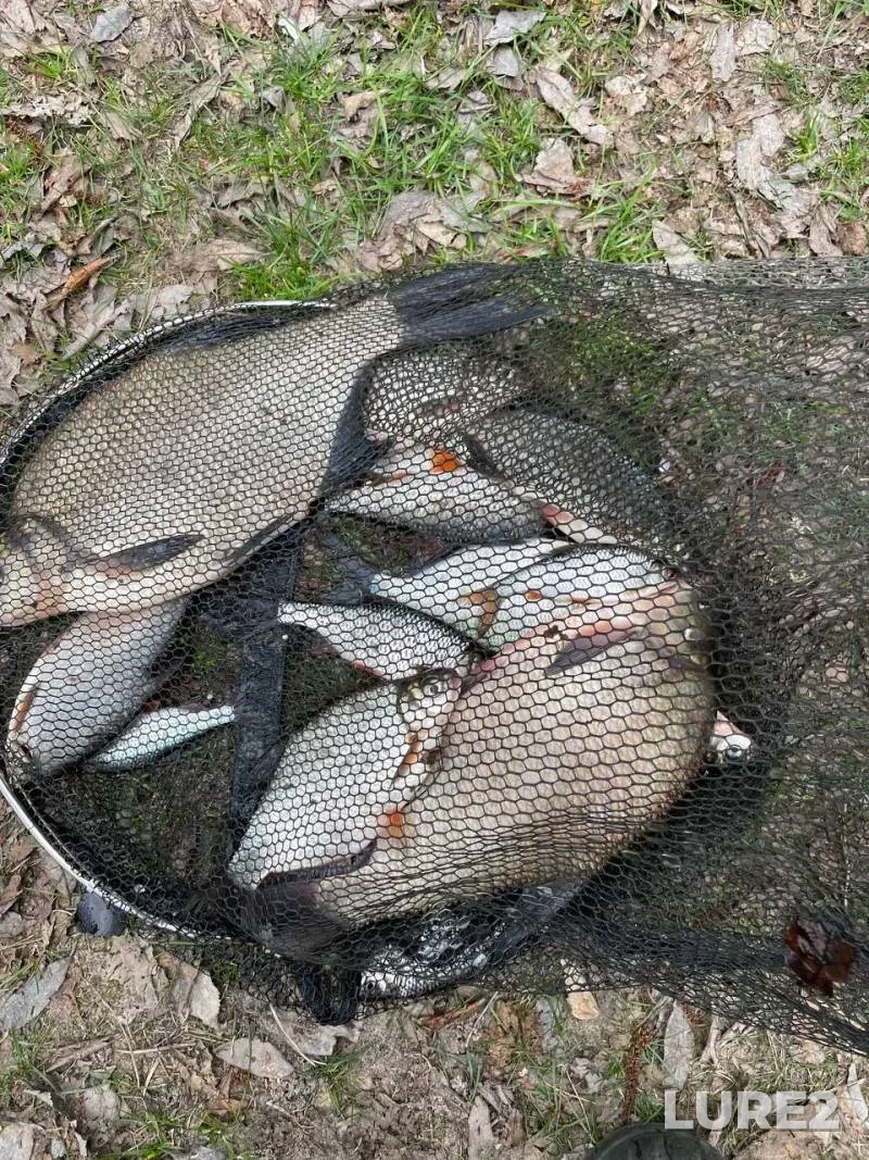 Bream, Roach — Chigirinskoye, Apr 15, 5:14 AM