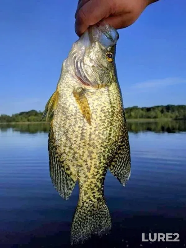 Black crappie — Stony Creek Lake, Jul 26, 2016, 7:02 PM