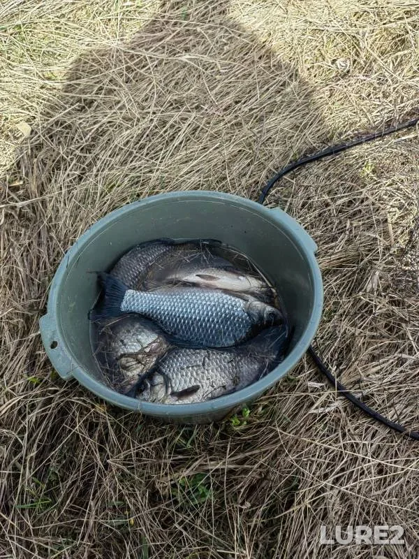 Crucian carp — nyanga, Apr 08, 2024