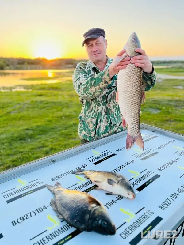 Carp — Saratovskaya oblast, Voskresenskiy rayon, May 10, 2024