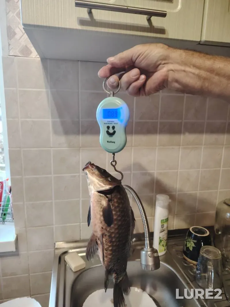 Crucian carp — Bolshoye, Aug 20, 2025, 5:30 PM