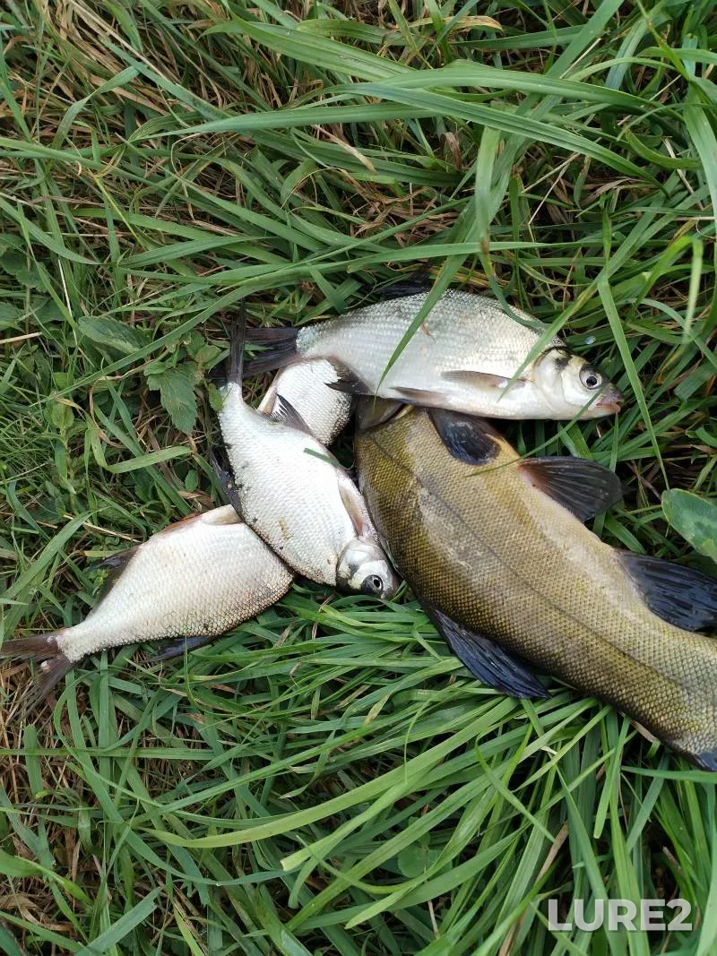 Bream, Tench — Tsnyanskoye, Jul 12, 2025, 10:25 AM