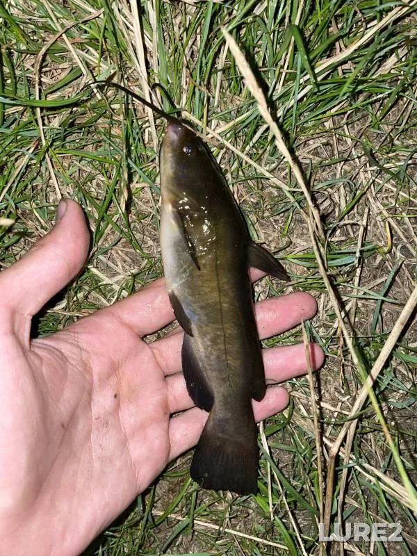 Rainbow trout — Saratovskaya oblast, Voskresenskiy rayon, Oct 02, 2024