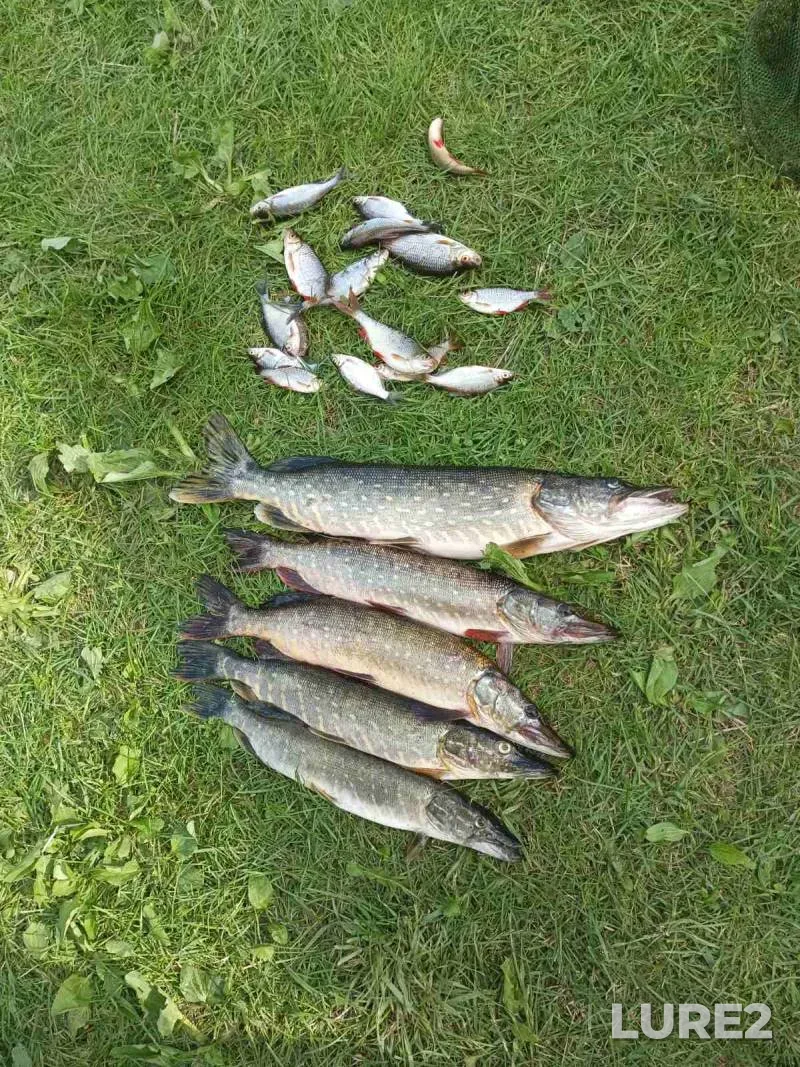 Bream, Pike — Bobrik, Jul 13, 2025