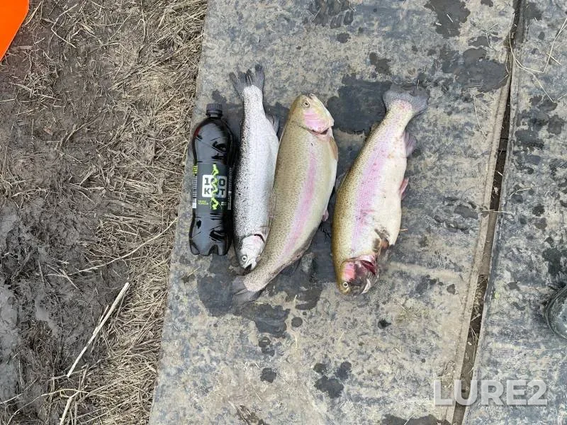 Rainbow trout — Kemerovskaya oblast, Apr 28, 2024