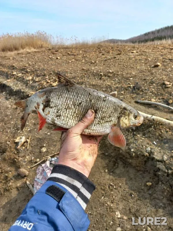 Chub — Miass, Apr 23, 2023