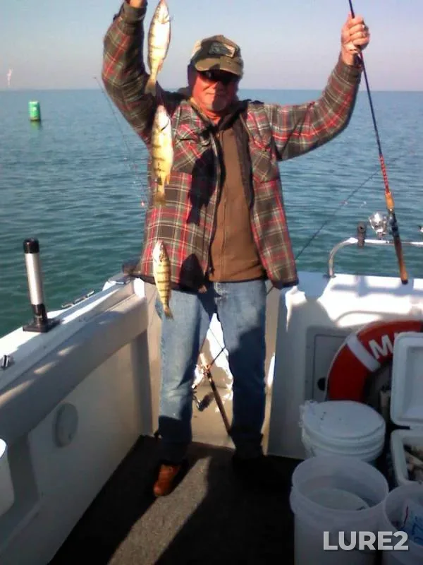 Yellow perch — Lake Erie, Sep 05, 2017, 2:25 PM
