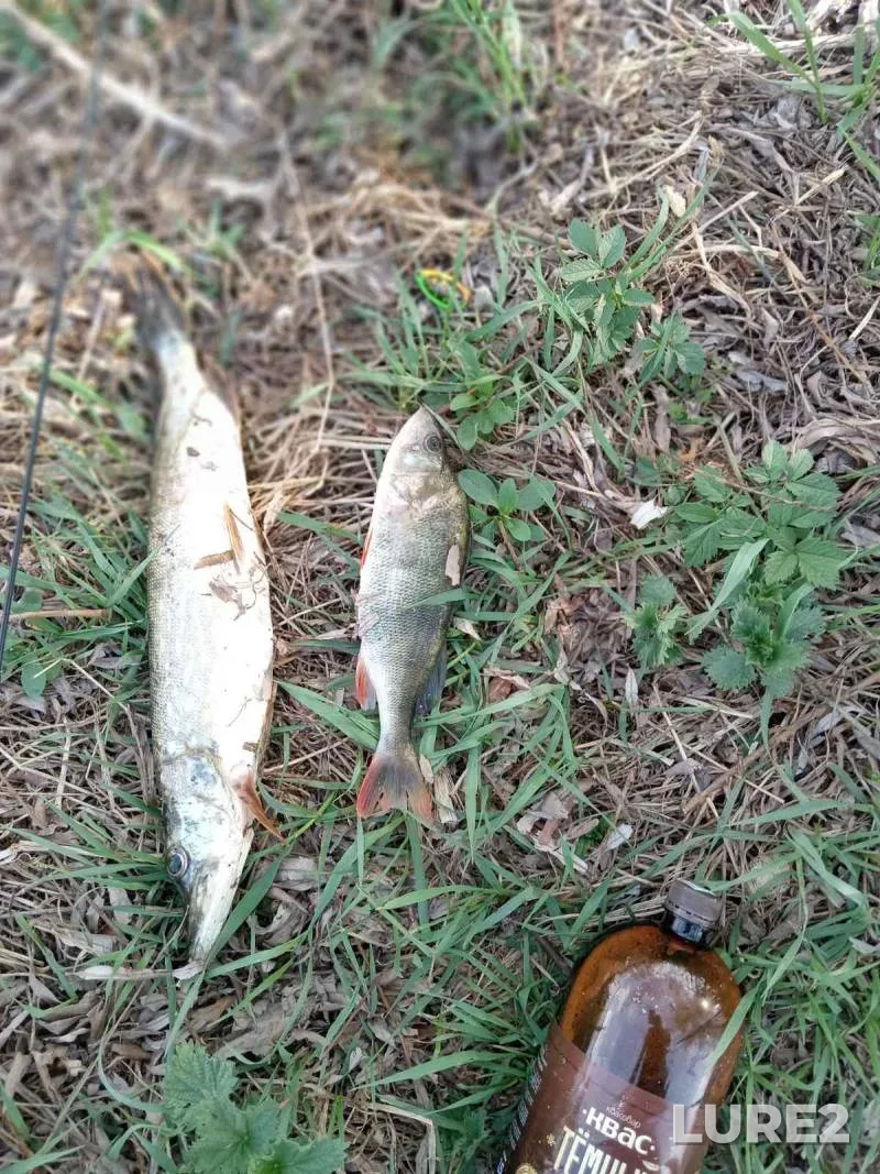 Perch, Pike — Minskaya oblast, Minskiy rayon, May 05, 4:00 PM