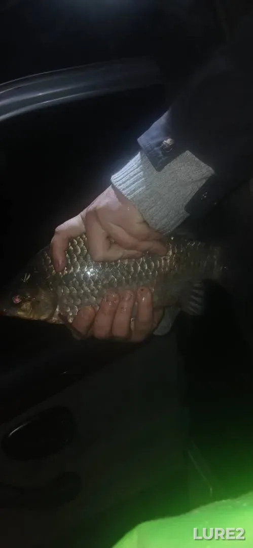 Crucian carp — Petrovichskoye, May 08, 10:37 PM