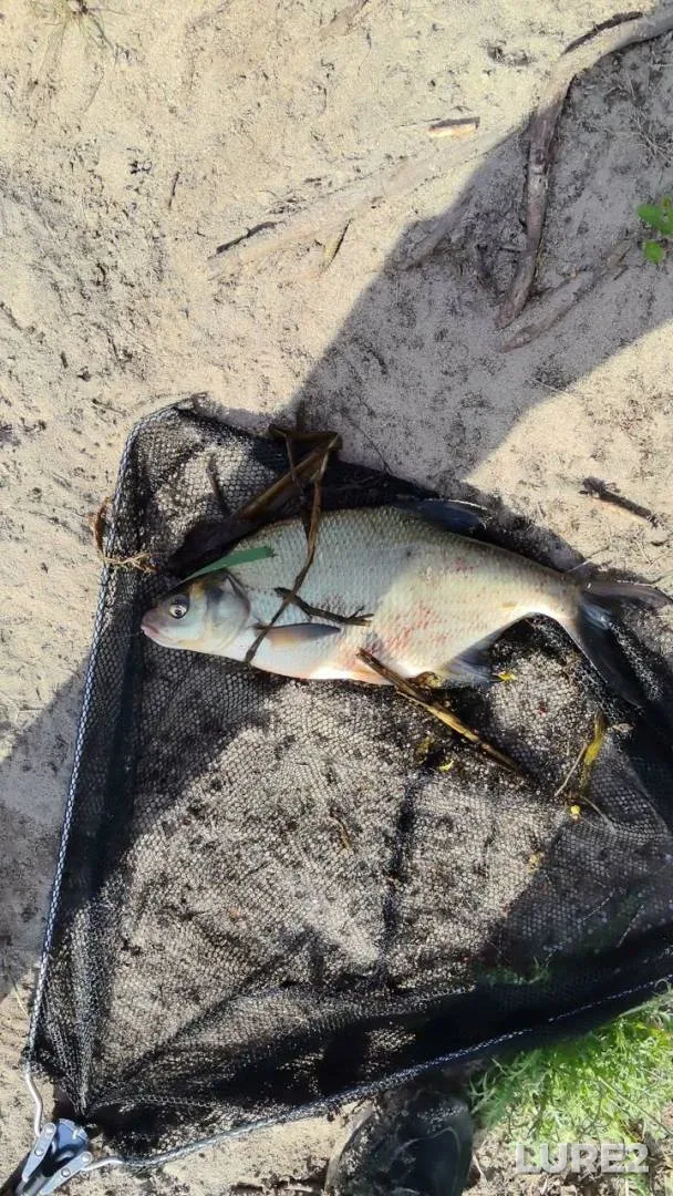 Bream — Mukhavets, May 05, 7:15 PM