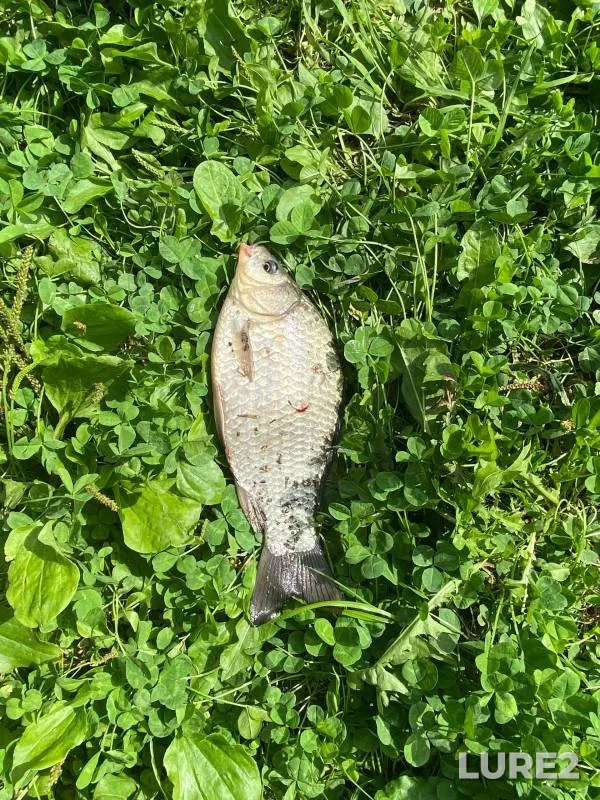 Crucian carp — Chermyanka, Aug 09, 2024
