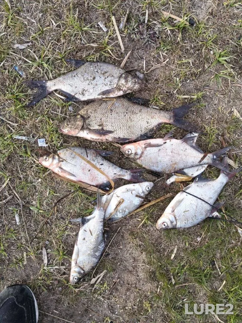 Bream — Zelvenskoye, Apr 25, 7:20 PM