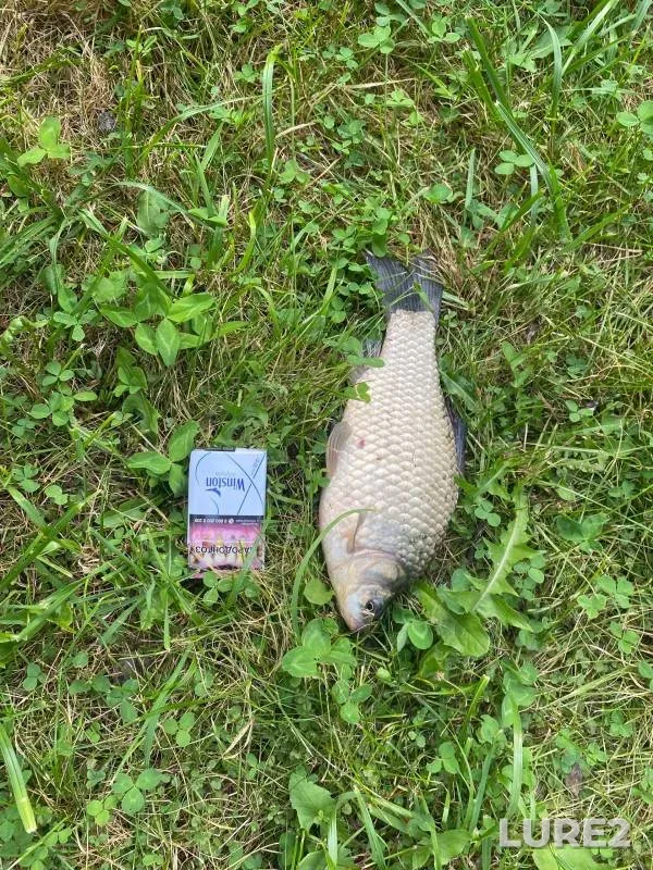 Crucian carp — Chermyanka, Sep 01, 2024