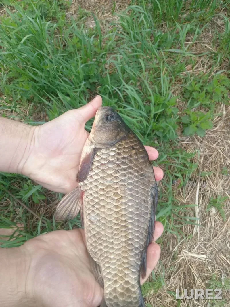 Crucian carp — Minskaya oblast, Minskiy rayon, May 14, 2:00 PM