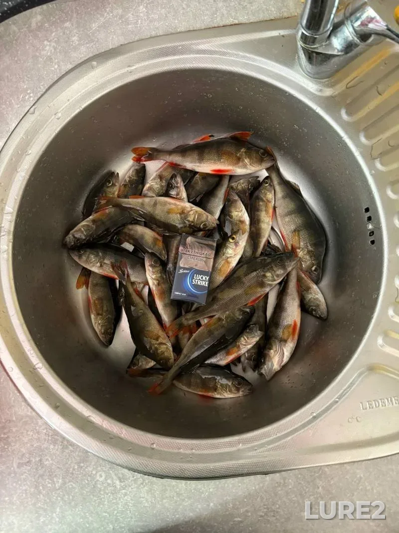 Perch — Skupya, May 14, 2:30 PM