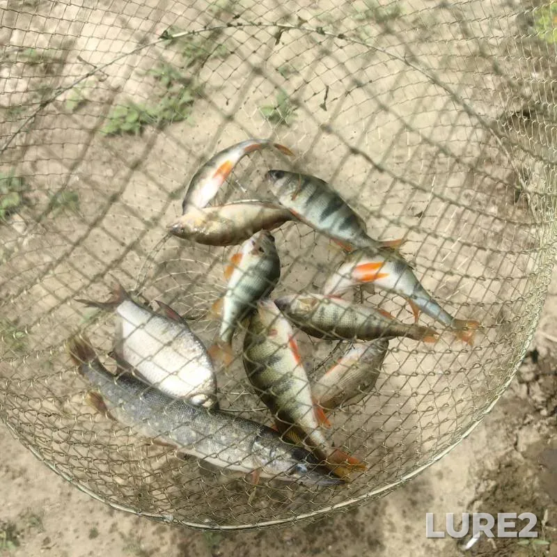 Bream, Perch — Marta, Jul 26, 2024