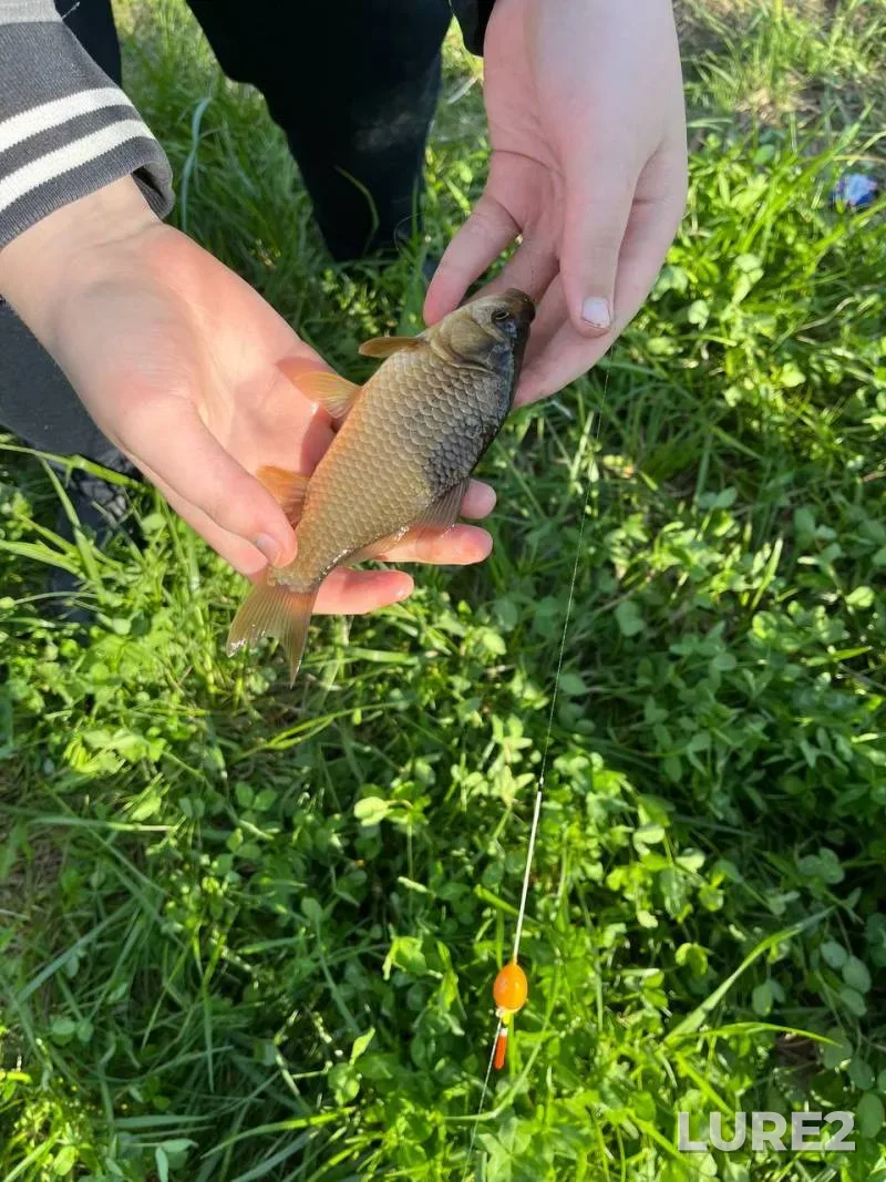 Crucian carp — Kopylka, May 17, 6:00 PM