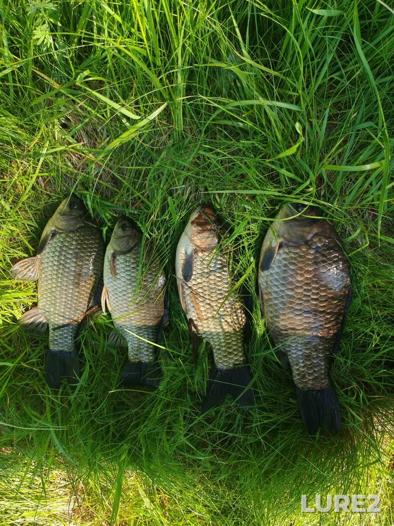 Crucian carp — Slepyanskaya vodnaya sistema, May 17, 6:35 AM