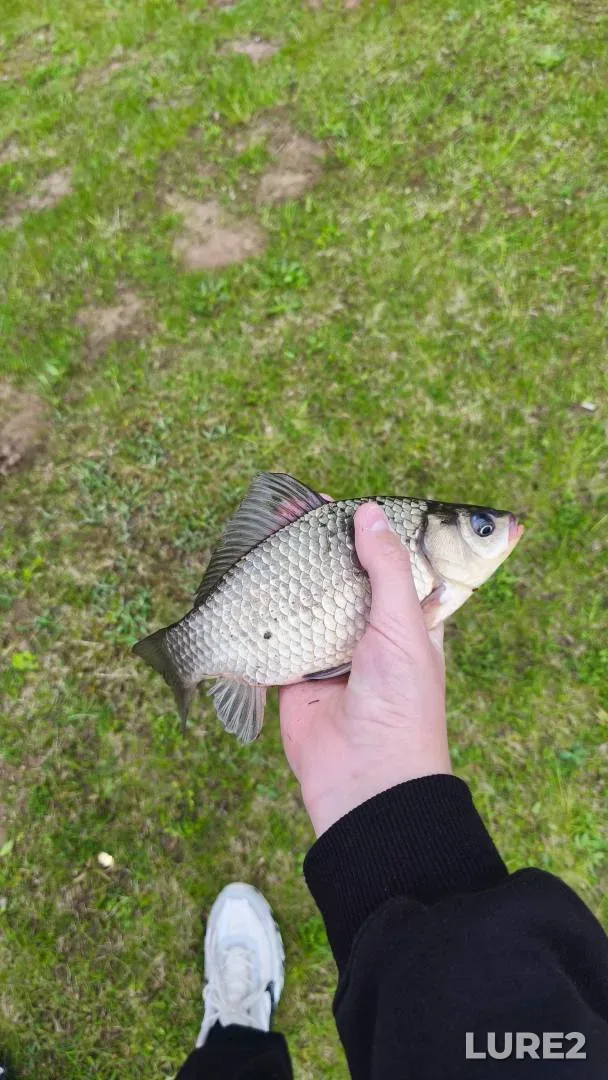 Carp — 3ya-Kochety, Sep 29, 2024