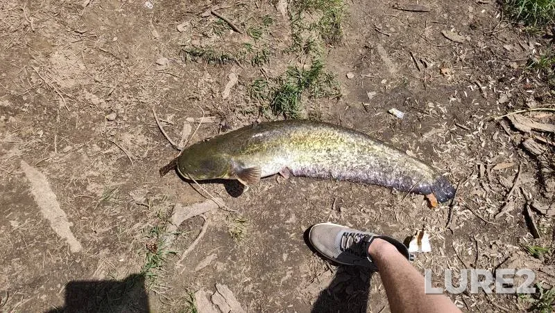 Wels catfish — Ptich, May 17, 2:35 PM