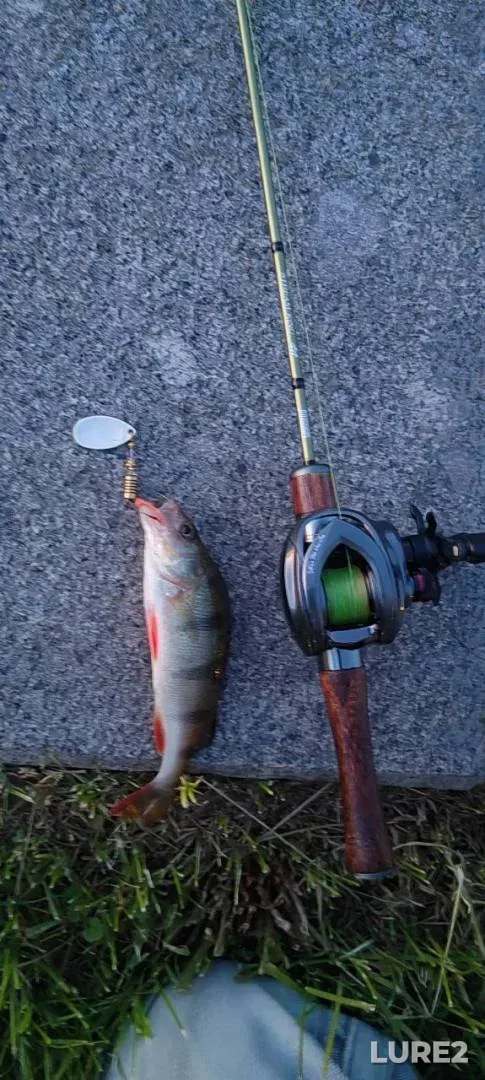 Perch — Svisloch, May 23, 9:05 PM