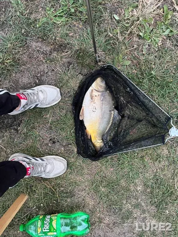 Carp — 3ya-Kochety, Oct 11, 2024