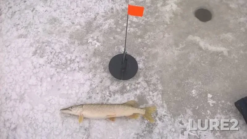 Pike — Bolshaya Travyanka, Nov 22, 2019