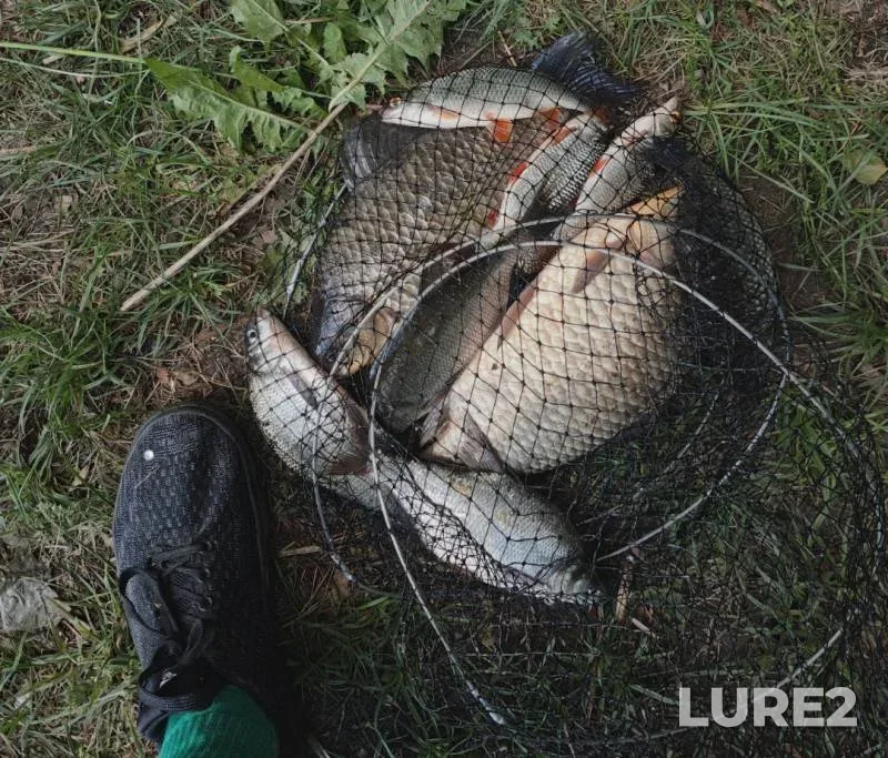 Bream, Crucian carp — Ratomskiy zaliv, May 23, 9:00 AM