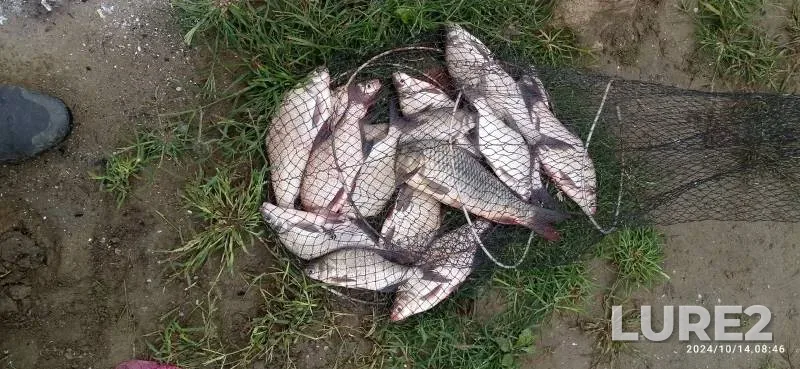 Bream, Carp — Kuban, Oct 15, 2024