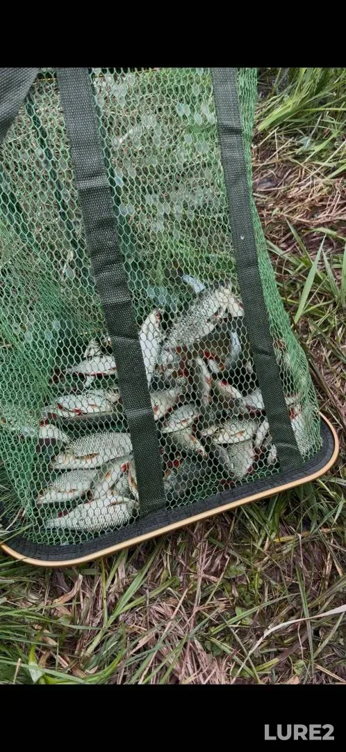 Crucian carp, Perch — Vitebskaya oblast, Miorskiy rayon, May 16, 10:20 AM