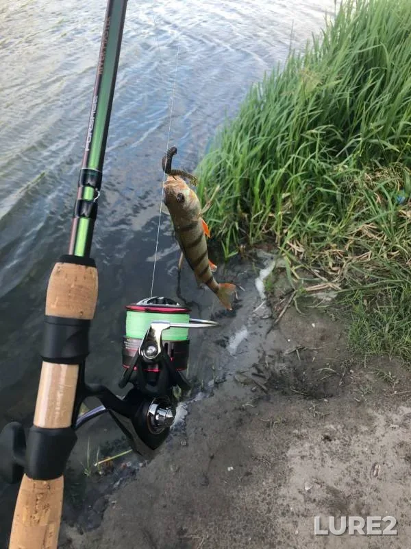 Perch — Don, Jul 22, 2020