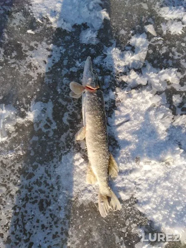 Pike — Lysvenskiy, Nov 20, 2019