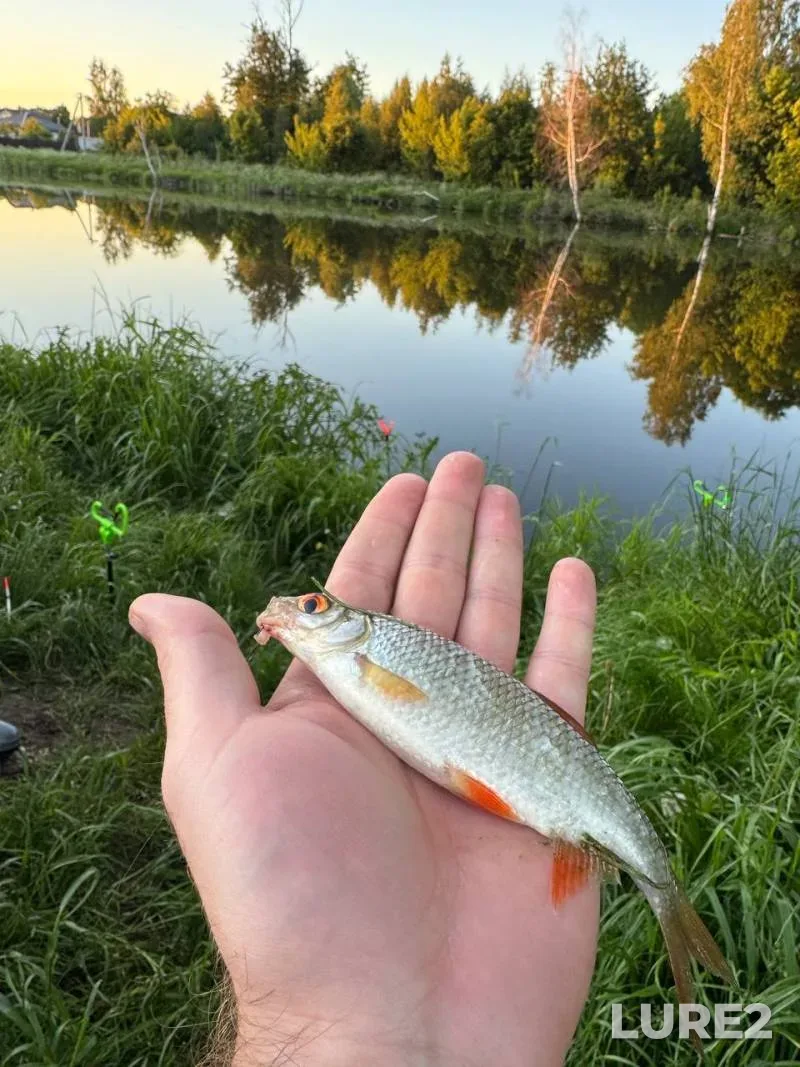 Roach — Svisloch, May 31, 8:50 PM