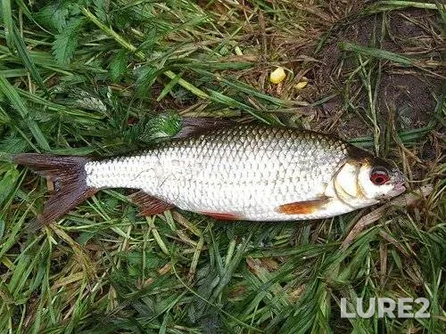 Roach — Rudeya, May 30, 4:50 AM