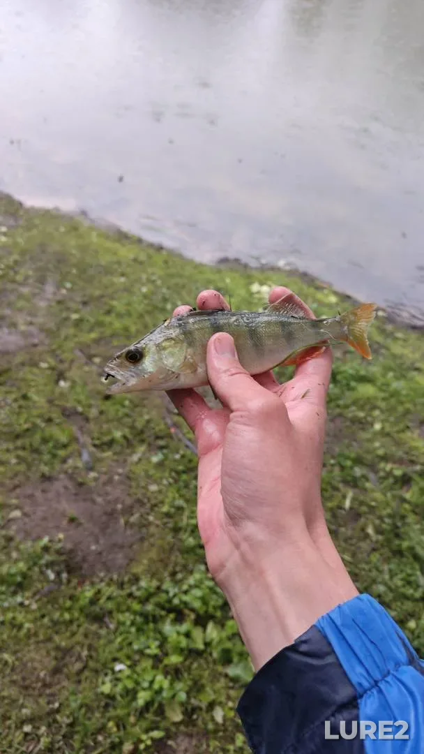 Perch — Minskaya oblast, Minskiy rayon, May 29, 8:30 PM