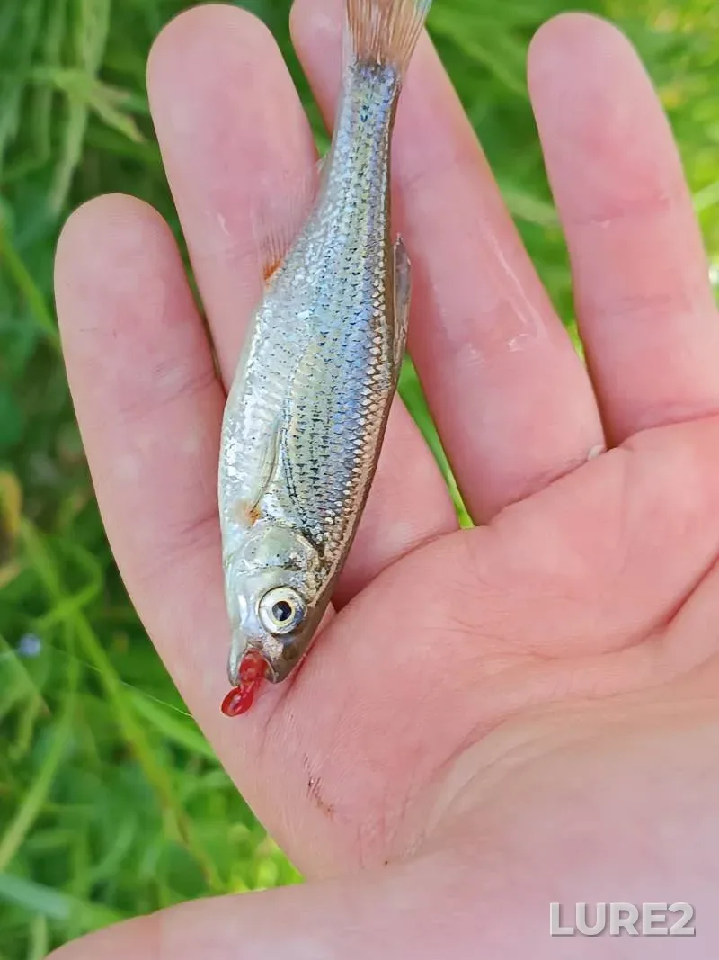 Roach — Plissa, Jun 03, 2:15 PM