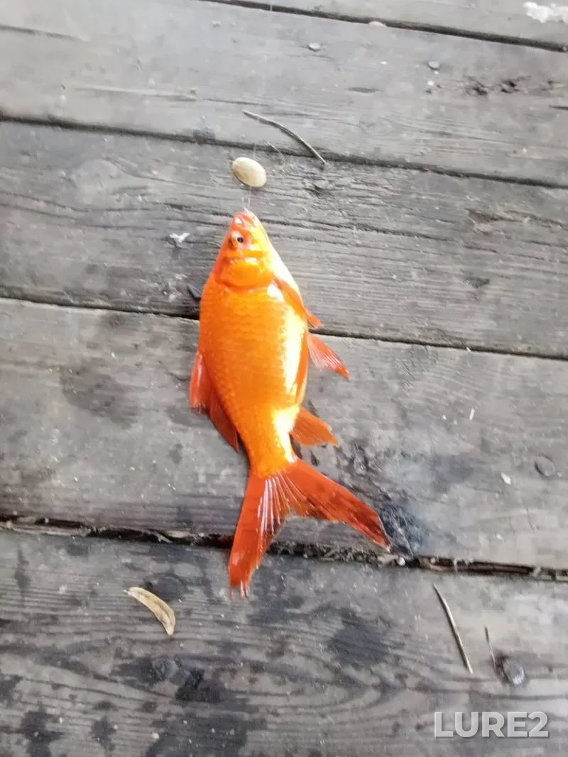 Crucian carp — Plissa, Jun 01, 2:53 PM