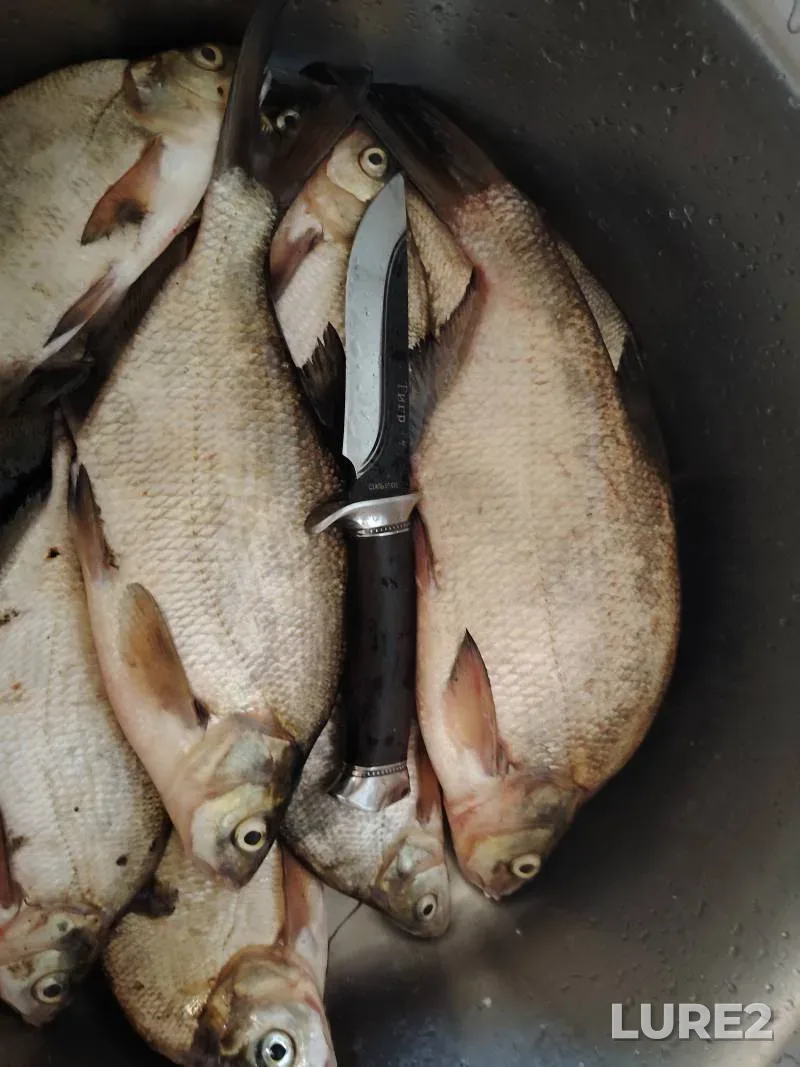 Bream — Mukhavets, Jun 04, 11:29 PM