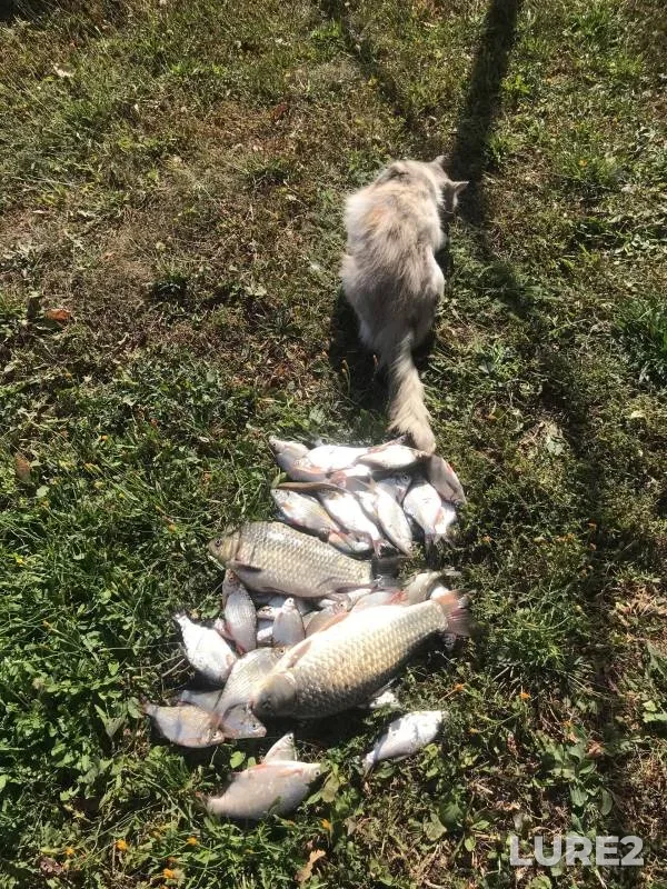 Crucian carp, Roach — Voronezhskaya oblast, Sep 15, 2024