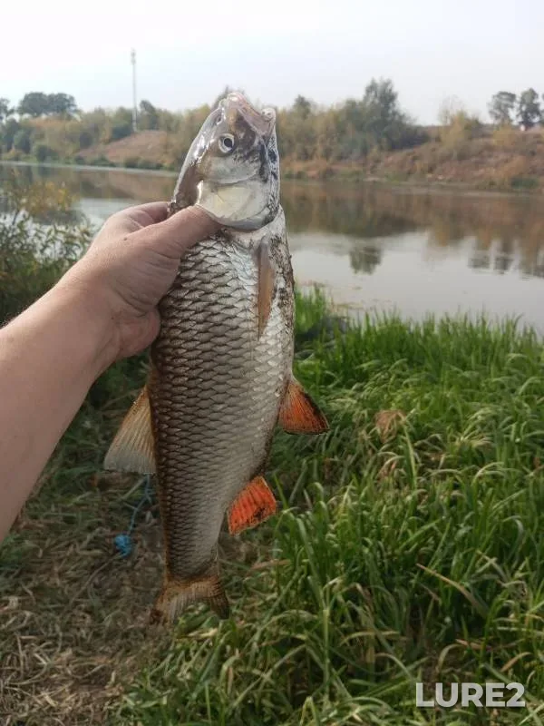 Chub, Crucian carp — Don, Oct 04, 2024
