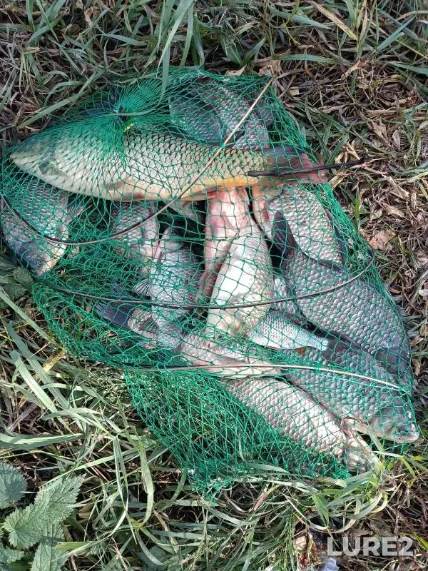 Carp, Crucian carp — Vodosbros r. Voronezh, Oct 07, 2024