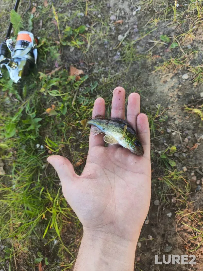 Chub, Perch — Don, Oct 18, 2024