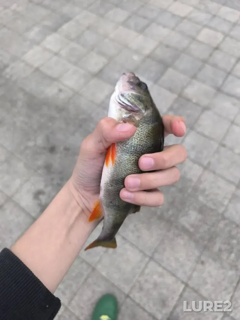 Perch — Komsomolskoye, Jun 04, 4:53 PM