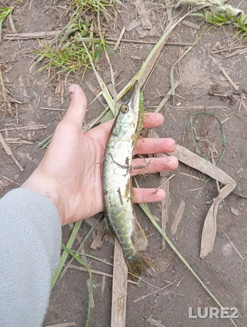 Pike — Grodnenskaya oblast, Grodnenskiy rayon, Jun 08, 4:00 PM